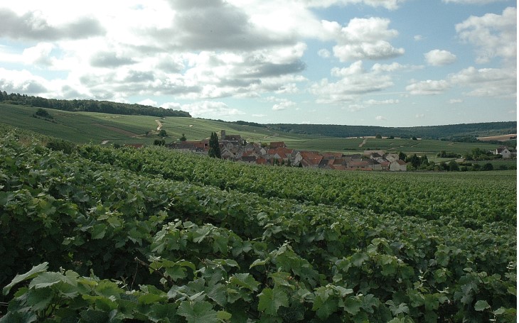 Vallee-du-Flageot-affluent-de-la-Marne-Le-vignoble-entoure-le-village-de-Leuvrigny-C-M